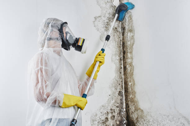 Best Mold Remediation for Specific Building Types in Elkridge, MD