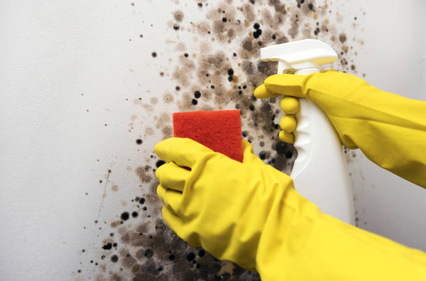 Trusted Elkridge, MD Mold Remediation Experts